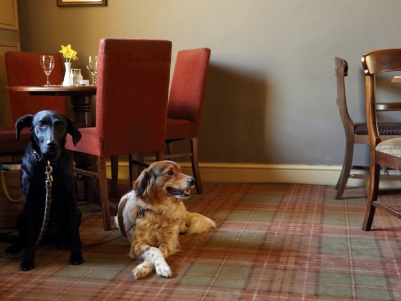 Dogs in the bar at The Black Boys Hotel Aylsham 800x533