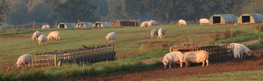 Pigsinfield